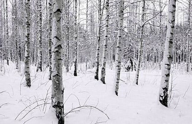 Kopinkallio 2 - Foto 23