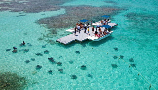 Stingray Spotting Experience in Stingray City Antigua - Foto 5