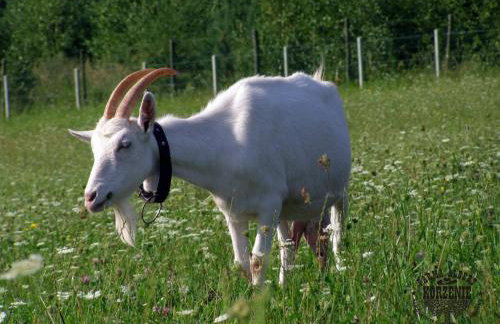 Farma Albert Korzenie - Foto 7