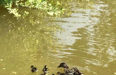 Peaceful ensuite lakeside cabin 'Tench' - Foto 37