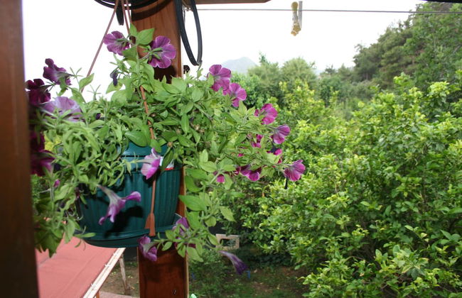 Naz Apart Cirali - Photo 16