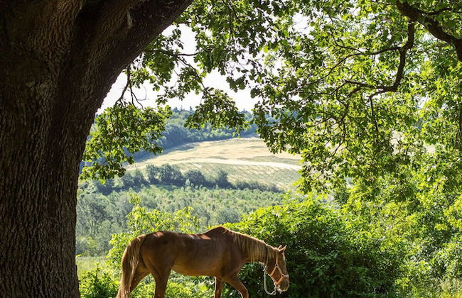 Agriturismo Molino Nuovo - Foto 39