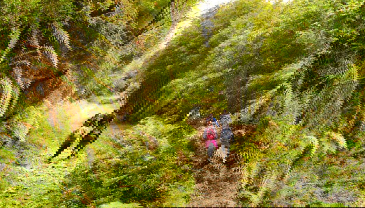 Strolling through the Alerce Andino National Park