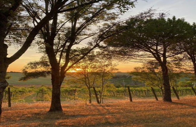 Apartment Amidst Vineyards & Blue Skies - Foto 33