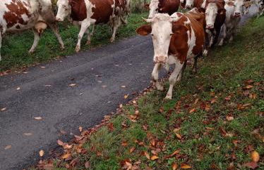 L'Eclat de menthe - Foto 18