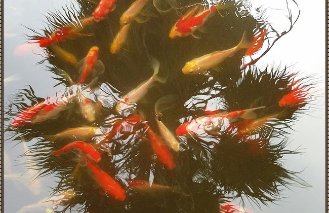 Exclusive Cottages are in S West Crete in a Quiet Olive Grove Near the sea - Foto 11