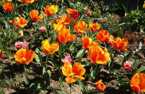 Citynahe Wohnung Festung Ehrenbreitstein 65m² mit großem Garten - Foto 16