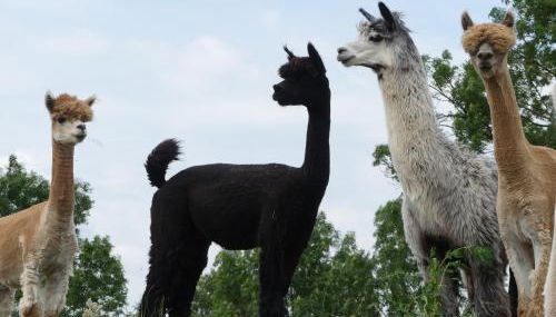Alpaka-Lodge - Foto 3