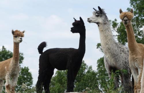 Alpaka-Lodge - Photo 3