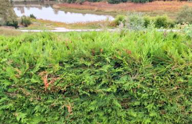 Casa Laurel 1 - Foto 14