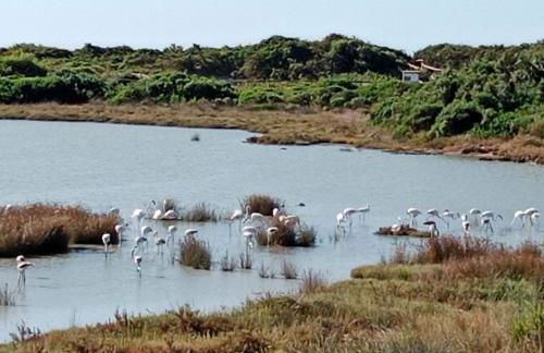 Il girasole, appartamento in locazione turistica - Foto 16