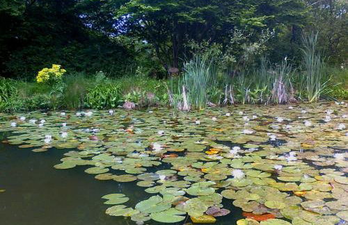 Au Jardin d'Eau - Foto 5