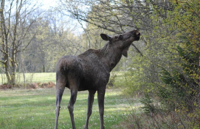 4 Person Holiday Home in Torsby - Foto 1