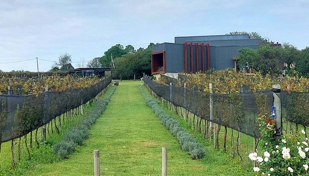 Aprendendo os segredos do vinho em Vista Grande