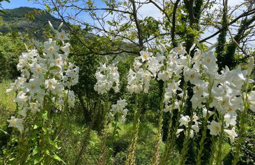 Gauro casa vacanze - Foto 63