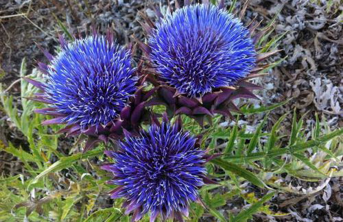 Mini Villas Green - Foto 28