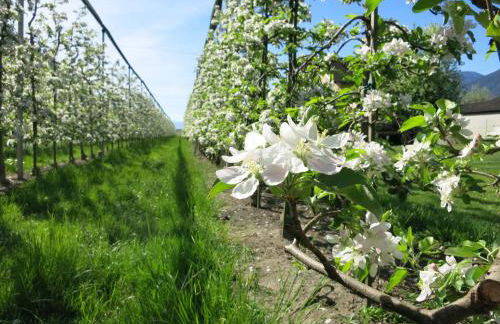 Feldererhof - Foto 14