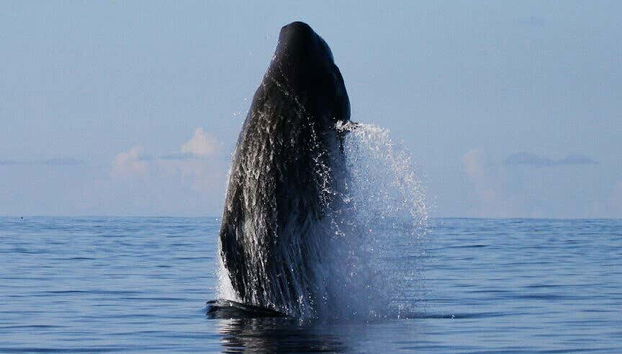 Ballena en el litoral meridional de Pico