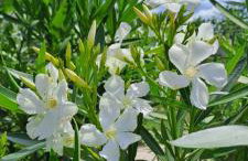 KUĆA U PRIRODI LI - Foto 18