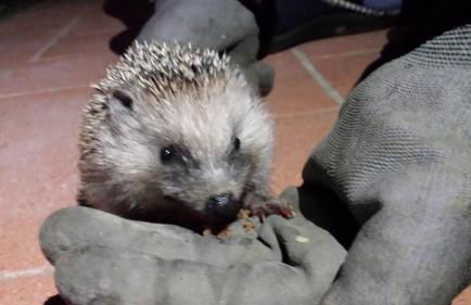 Agriturismo il Poggiarello - Foto 47