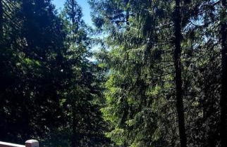 Scotts Flat Lakeside Retreat - Foto 39