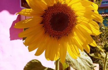 Villa Ágape - Chapada dos Veadeiros - Foto 68