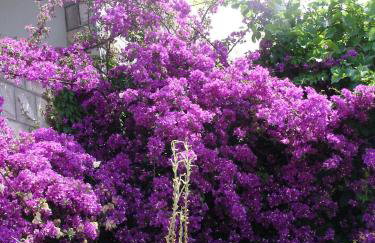 Apartments Villa Hansal - Photo 13