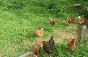 Gîte campagnard 11 personnes - Photo 30