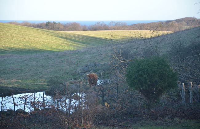 Lehnsgaard Ranch - Foto 41