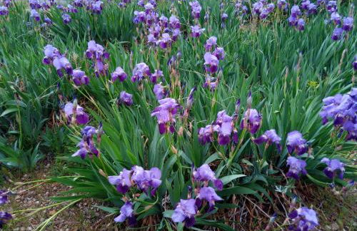 El Retiro de Isabel - Foto 10