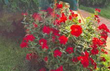 Ferienhaus am Birkenwaeldchen - Motzener See 150m - Foto 17