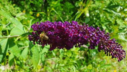 Villa Maja - Foto 5, Garden