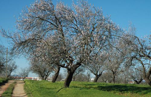 Luxury 3 bedroom Villa with Private Pool - Photo 39