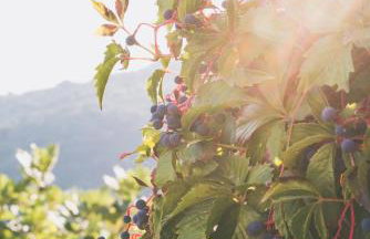 Pelion House with Wonderful View - Foto 29