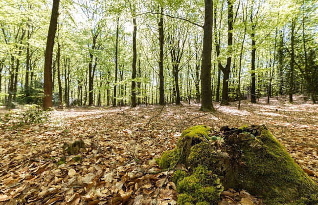 Holiday Home in Drenthe With Sauna - Foto 38