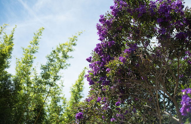 Fig Tree Retro Studio - Foto 24