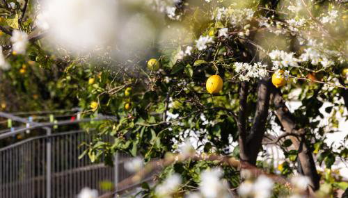Il Giardino dei Gigli - Photo 3, Garden, Garden view
