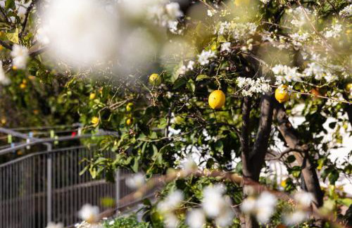 Il Giardino dei Gigli - Foto 3