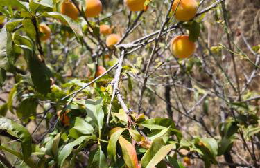 Casa Limón - Alpujarras - Foto 18