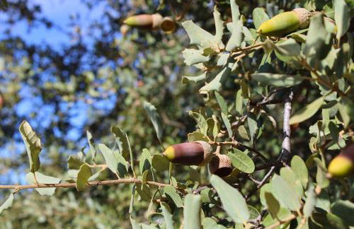 Casa Rural El Membrillo by SIERRA VIVA - Foto 36