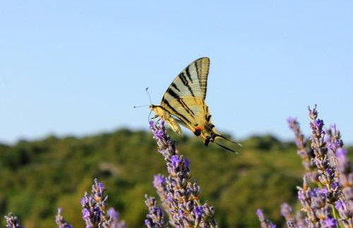 Apartments with parking space Zaglav, Dugi otok - 878 - Foto 11