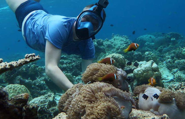 Snorkel en Maafushi + Avistamiento de delfines - Foto 6