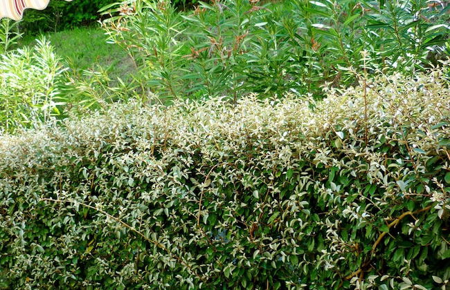 Resort Costa Morroni - Foto 46