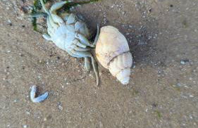 Beach Walk Cottage - Foto 15