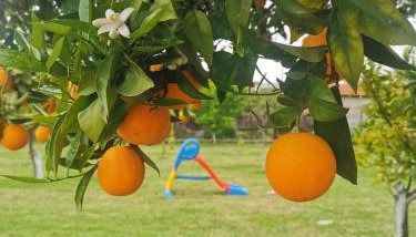 Secret Garden Τemeni - Foto 2