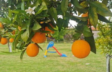 Secret Garden Τemeni - Foto 2