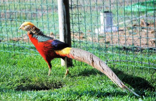 Monte Sossego by Estilo Lusitano, com piscina privada - Foto 62