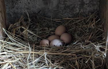 Agriturismo Fattoria Walden - Foto 30