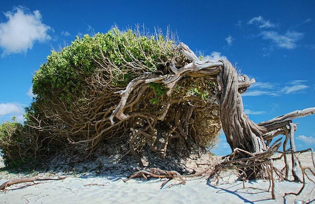 Tour por la costa este de Jericoacoara - Foto 1