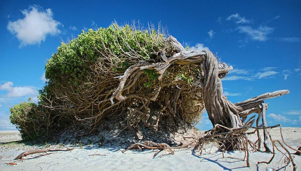 Tour por la costa este de Jericoacoara - Foto 1